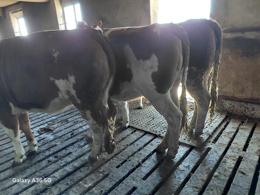 Runderen, Dieren en Toebehoren, Vrouwelijk