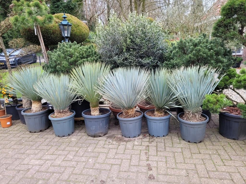 Grote Yucca Rostrata - Winterharde Blauwe Yucca, Volle zon, Vaste plant, Zomer, Ophalen