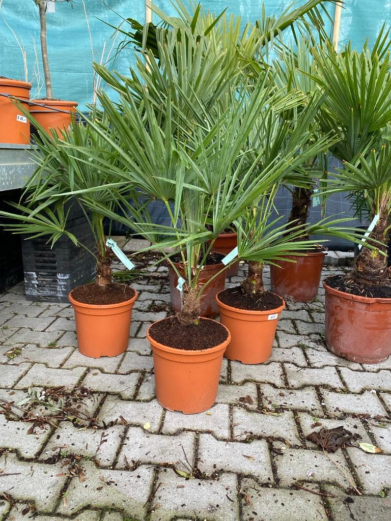 Winterharde Fortunei palm - bestand tegen -18 graden!, Volle zon, Vaste plant, Bloeit niet, Ophalen