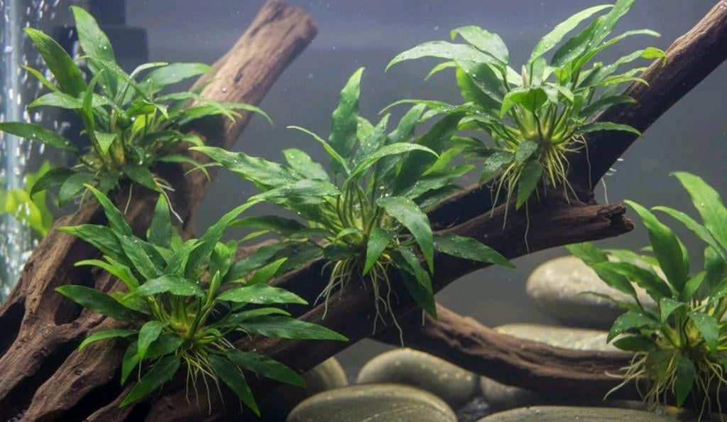 Diverse aquarium planten, Ophalen, Nieuw, Plant(en), Steen of Hout