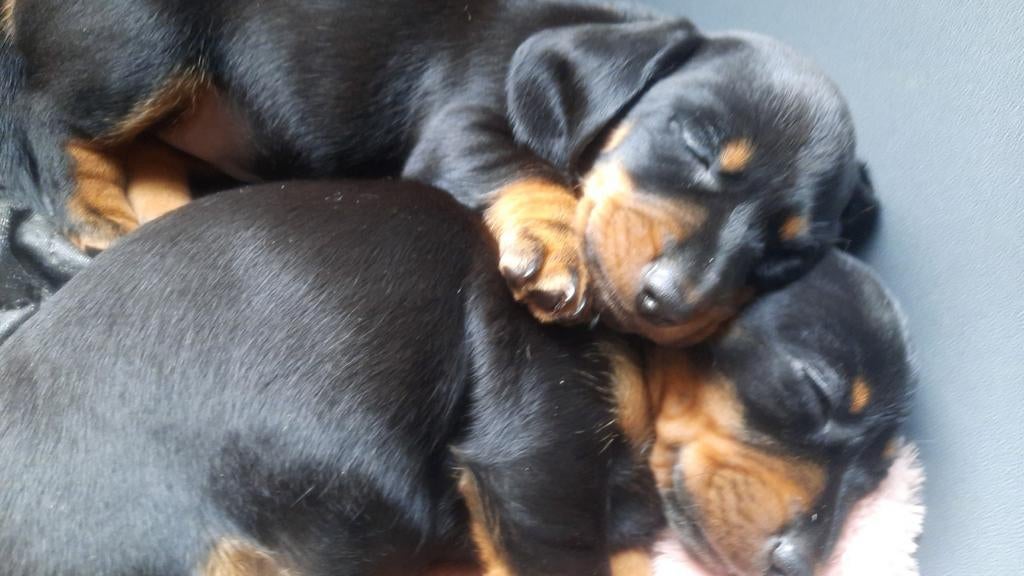 GERESERVEERD !!!  Mooie gezonde standaard teckel pups, Standaard, 8 tot 15 weken, Korthaar, Parvo