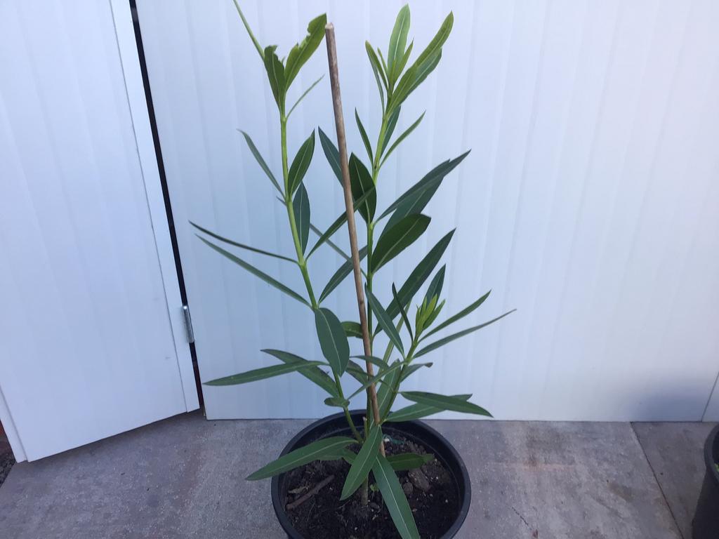 Oleander, Ophalen, Overige soorten, Volle zon