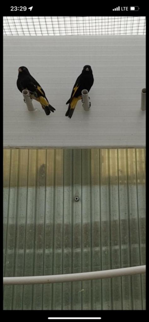 Koppel zwartesijs 2025 met dna, Meerdere dieren, Parkiet