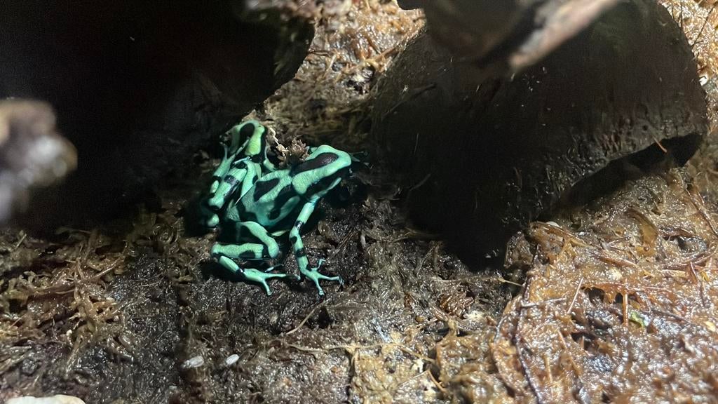 Dendrobates auratus 3 stuks Frog - unknown for sale from Zoe Rikken