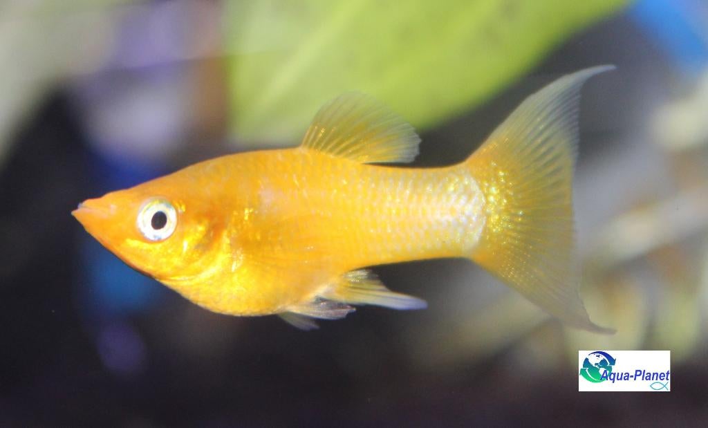 Molly "Mix", Dieren en Toebehoren, Vissen | Aquariumvissen, Vis, Zoetwatervis