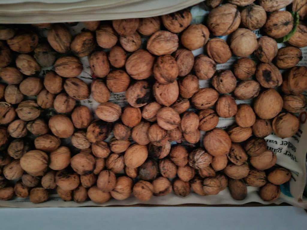 Walnoten 2025, Diversen, Ophalen of Verzenden