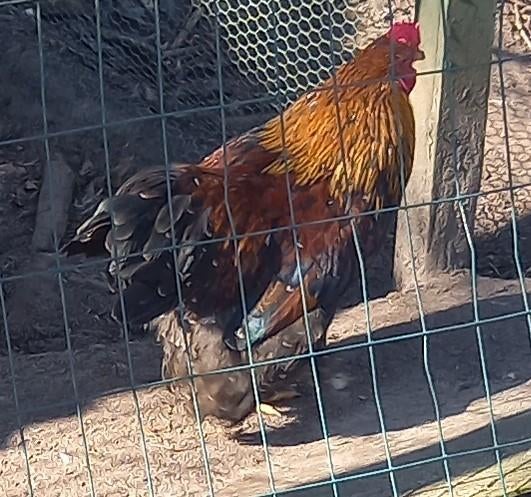 Cochin krielen, Dieren en Toebehoren, Pluimvee, Meerdere dieren, Kip