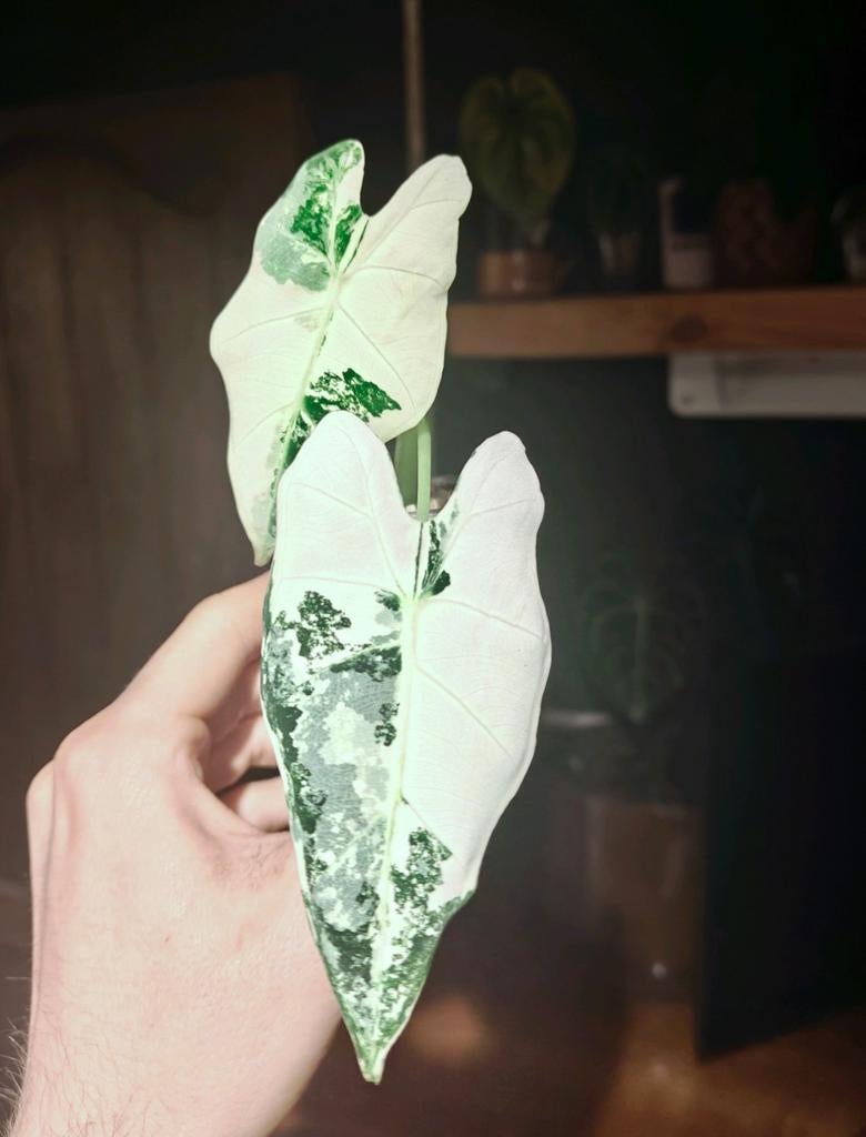 Alocasia Frydek Variegata - Zeldzame en Prachtige Plant, Huis en Inrichting, Kamerplanten, Ophalen of Verzenden