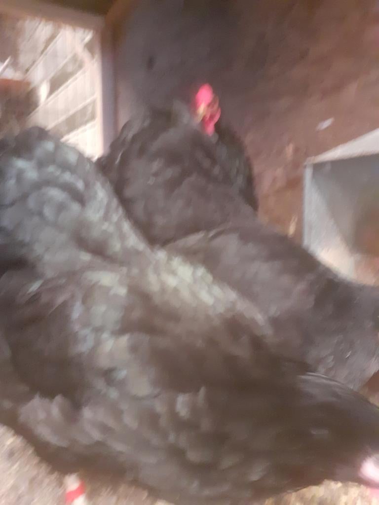 Broed eieren wyandott kriel, Geslacht onbekend, Kip