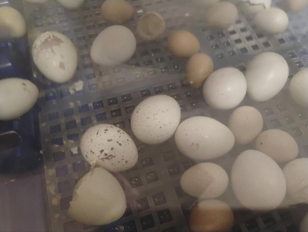 Gezocht broedeieren van kwartels, Dieren en Toebehoren, Geslacht onbekend, Overige soorten