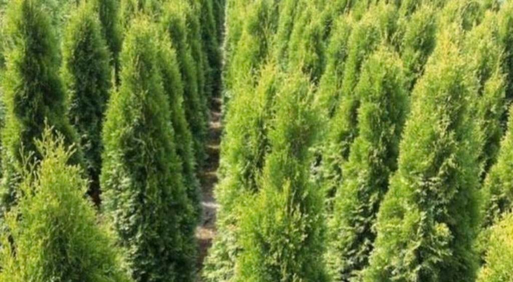 Coniferen, Ophalen of Verzenden, Conifeer, 100 tot 250 cm