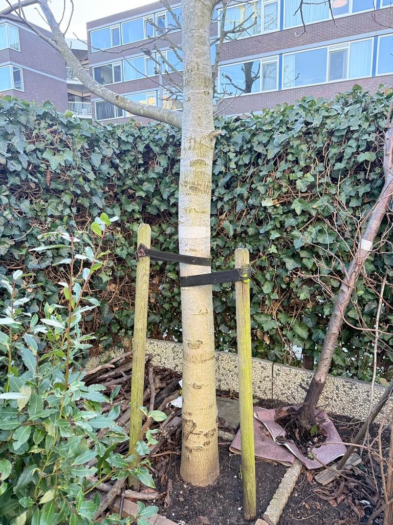 Walnoten boom, Tuin en Terras, Planten | Bomen, Overige soorten, Volle zon, Bloeit niet, Ophalen