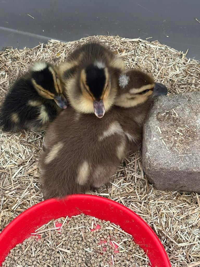 Broedeieren kuifeend x saksische eend, Dieren en Toebehoren, Pluimvee, Meerdere dieren, Eend