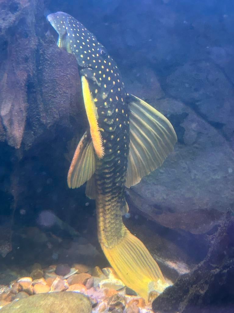 Luteus pleco, Vis