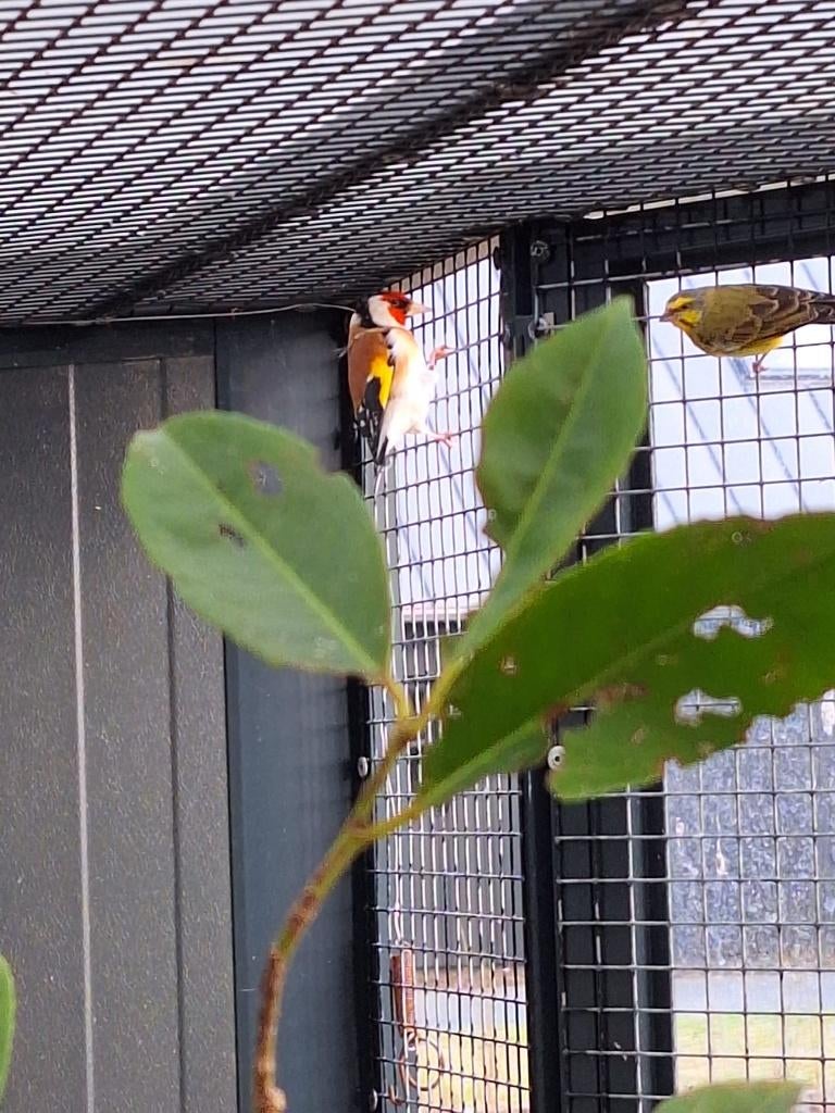 Majorputter man, Mannelijk, Wildzangvogel, Geringd