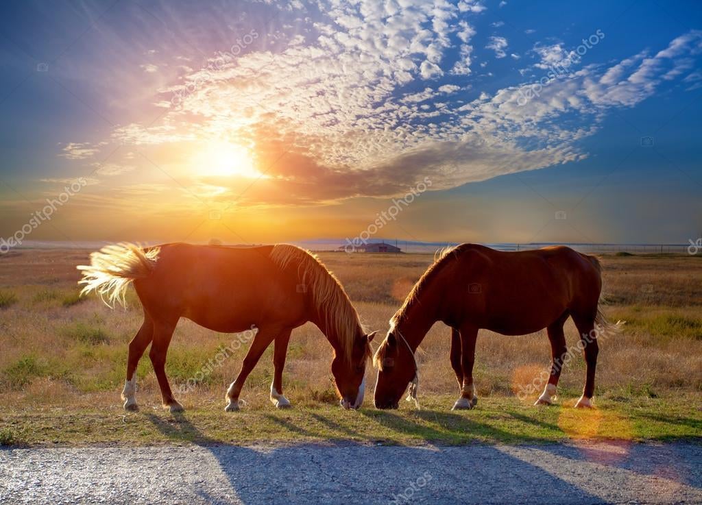 GEZOCHT: stal voor ruin van 20 jaar, Weidegang, 1 paard of pony