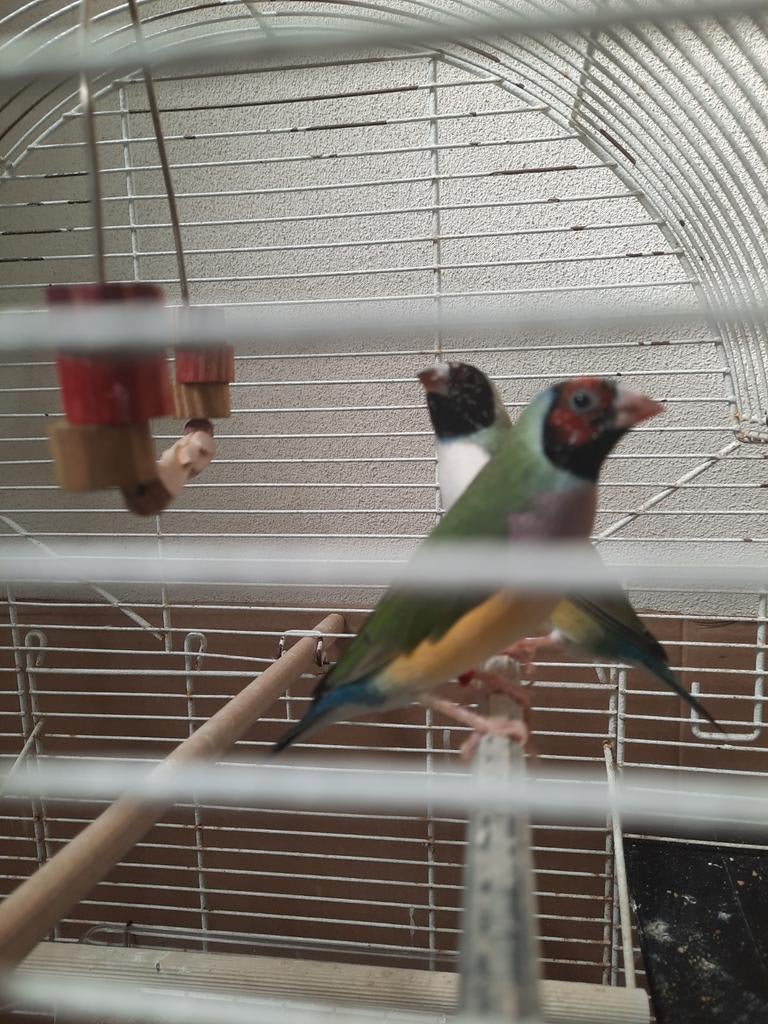 Tekoop mooi gezond koppel gouldamadine., Meerdere dieren, Parkiet