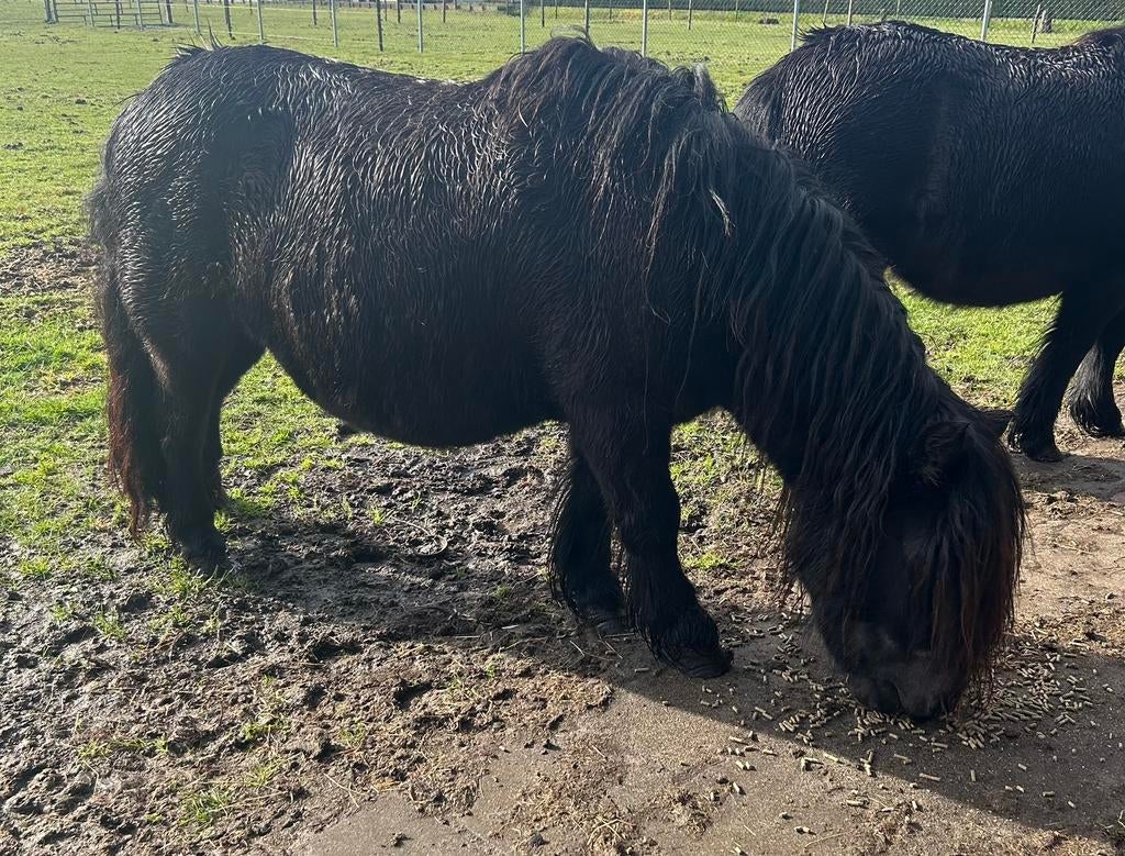 Drachtige merrie, Merrie, A pony (tot 1.17m), Ontwormd, 7 tot 10 jaar
