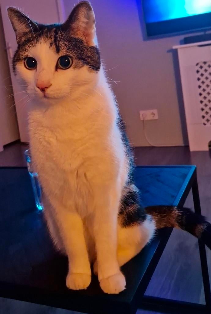 Lieve kat zoekt nieuw thuis, Kater