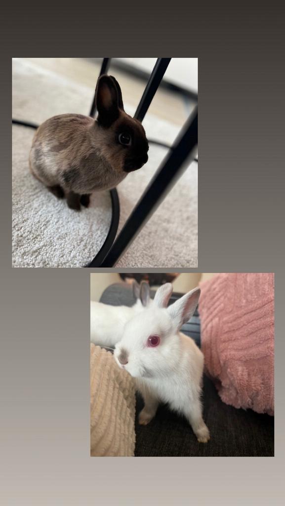 Baby dwerg konijntjes, Kooi, Ophalen, Minder dan 60 cm, Minder dan 75 cm