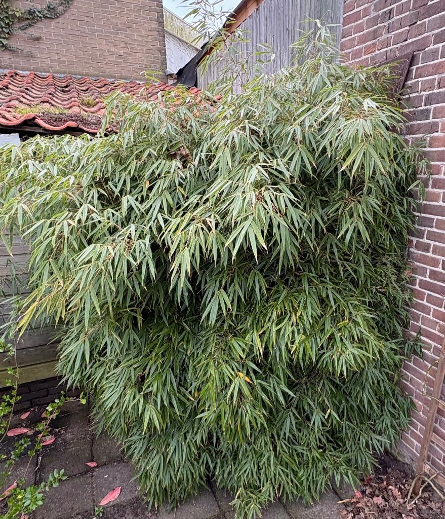 Bamboe, Tuin en Terras, Planten | Tuinplanten, Vaste plant, Bloeit niet, Halfschaduw, Ophalen