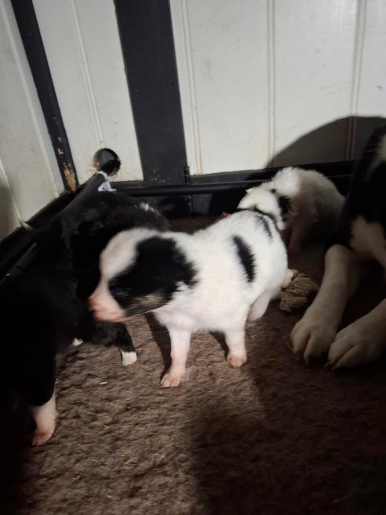 Prachtige Dutch laika pups.  Yakutian Laika, x Samojeed mix, Parvo, 8 tot 15 weken, Poolhond, Meerdere