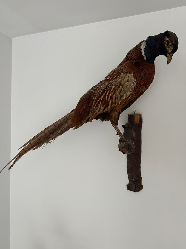 Fraai opgezette fazant op houten wandconsole / tak, Dieren en Toebehoren, Vogels | Overige Vogels, Meerdere dieren