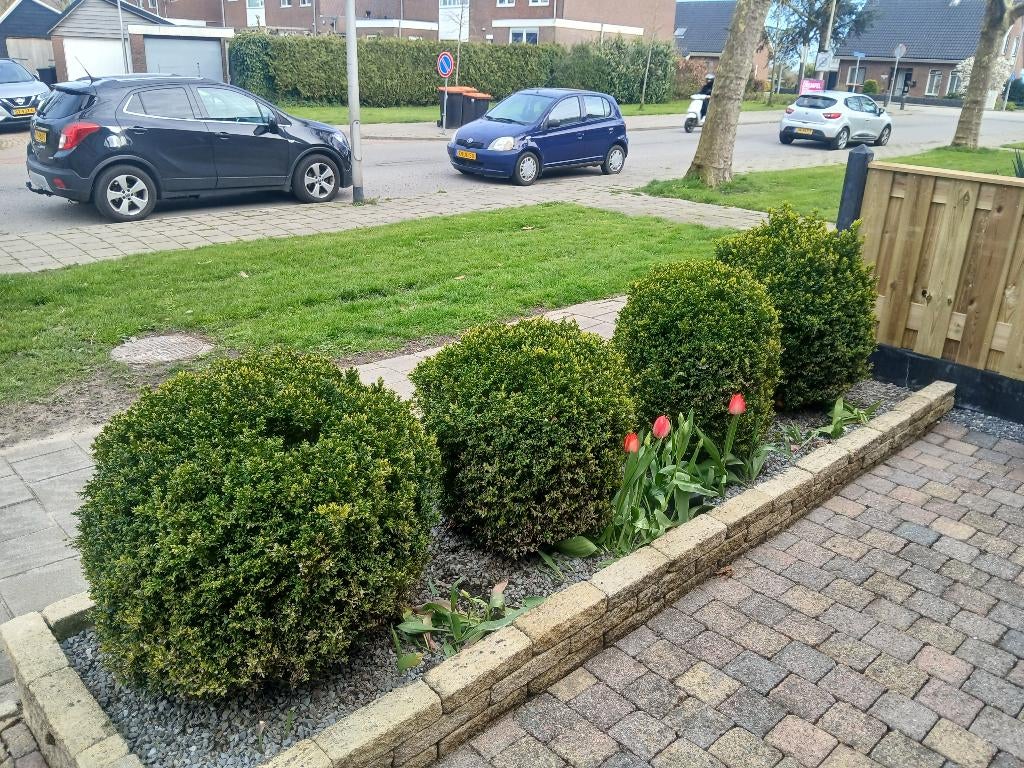 buxus bomen, Ophalen, Buxus, Minder dan 100 cm