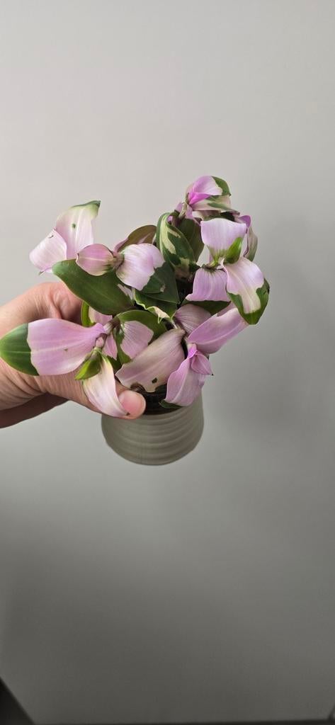Tradescantia Andersoniana Blushing Bride stekjes, Huis en Inrichting, Kamerplanten, Overige soorten, In pot, Minder dan 100 cm