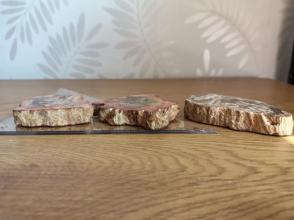 Versteend Hout Plakjes, Verzenden, Mineraal