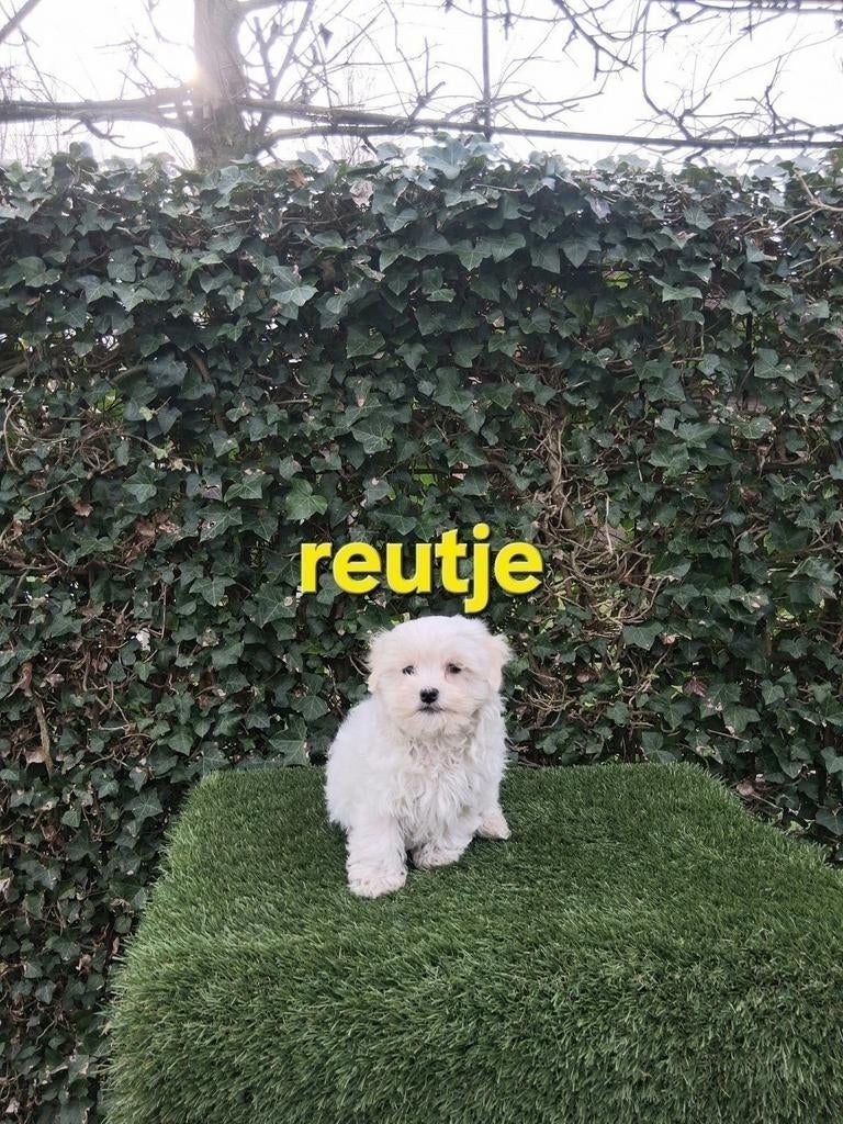 Te koop mooie  kleinblijvende speelse boomer pups, Parvo, 8 tot 15 weken, Meerdere, Meerdere dieren