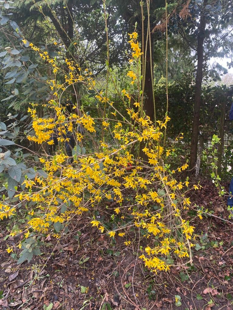 Geel boompje, Ophalen of Verzenden, Overige soorten, 100 tot 250 cm