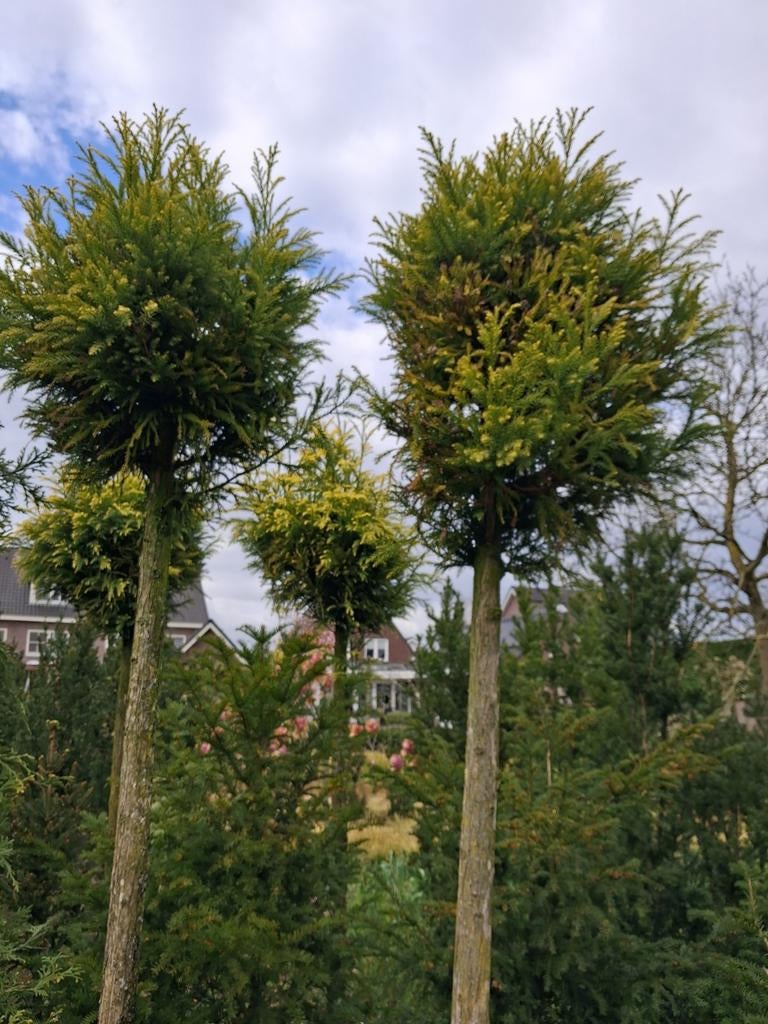 Conifeerbomen geel stam omtrek20 cm, Tuin en Terras, Volle zon, Bloeit niet, 100 tot 250 cm, Overige soorten