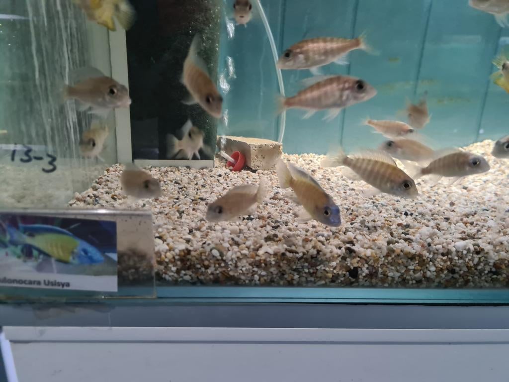 Aulonocara Usisya Malawi Cichliden, Vis, Zoetwatervis