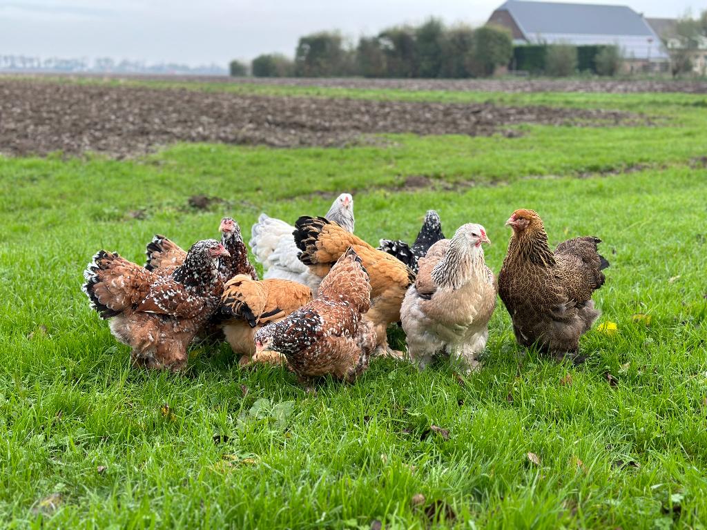 Jonge tamme Brahma kippen gesekst & ingeënt, Dieren en Toebehoren, Pluimvee, Vrouwelijk, Kip