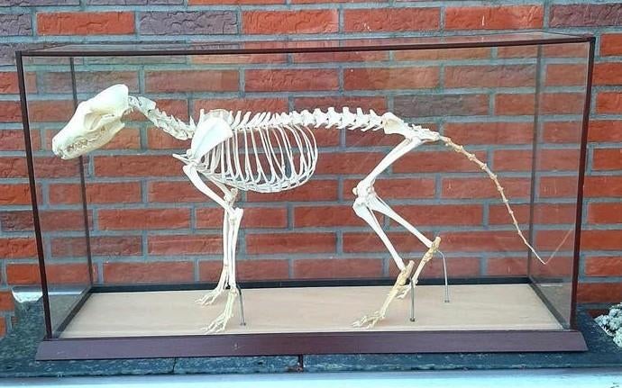 Skelet - VOS - (Vitrine / Vulpes / Vossen / Schedel), Ophalen