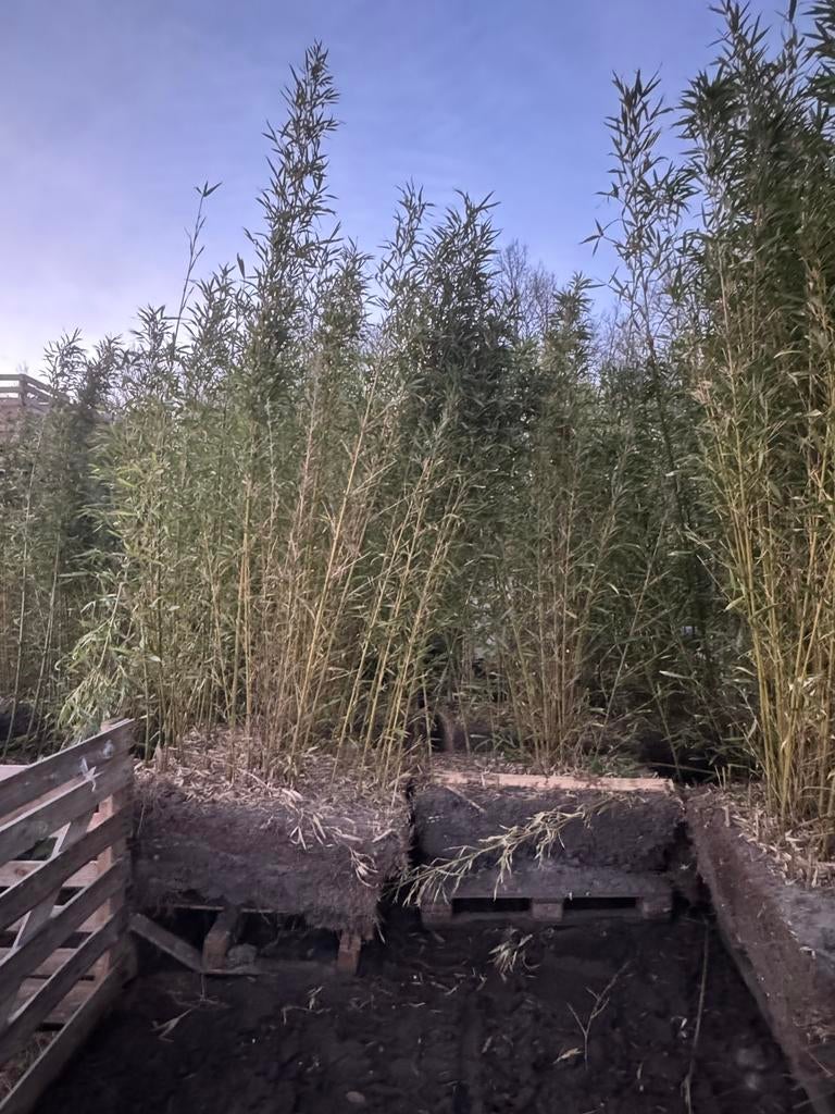 Bamboe planten tussen 2 en 4 meter hoog, Ophalen, Bloeit niet, Siergrassen, Volle zon