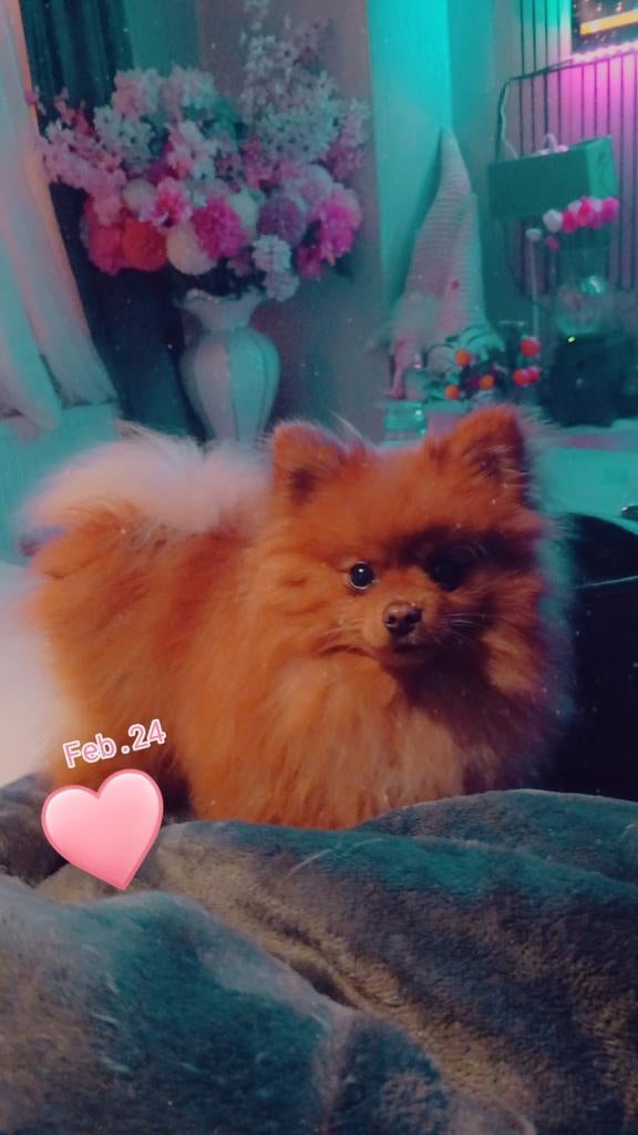 Dekreu Pomeriaan, Keeshond, 15 weken tot 1 jaar, Reu, Parvo