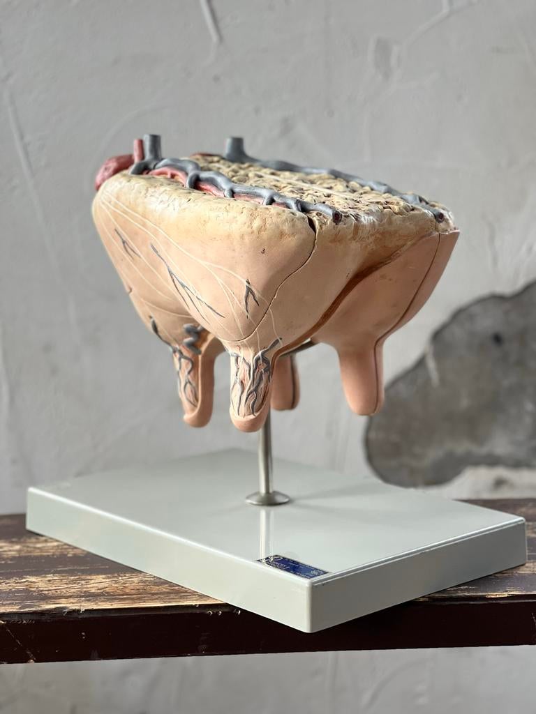 Oud groot anatomisch model Somso, koe. Zeer zeldzaam, Antiek en Kunst, Ophalen