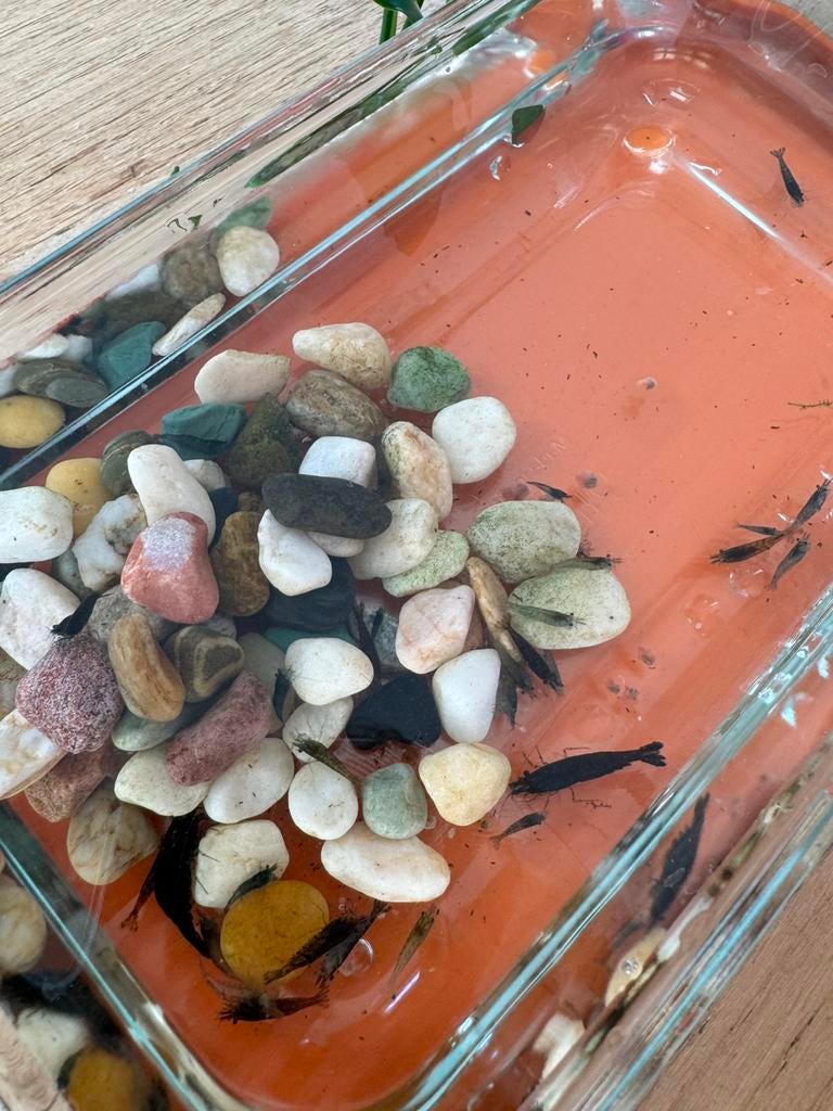 zwarte en blauwe garnaaltjes, Dieren en Toebehoren, Vissen | Aquariumvissen, Kreeft, Krab of Garnaal