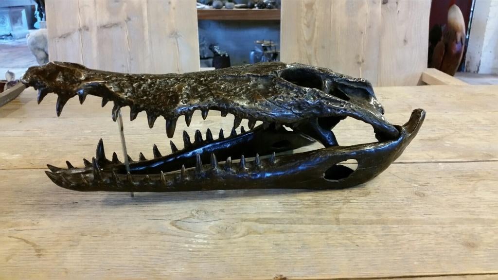 Brons / SCHEDEL van een KROKODIL / nieuw!! / OPRUIMING, Verzamelen, Dierenverzamelingen, Nieuw, Schedel, Wild dier, Ophalen of Verzenden