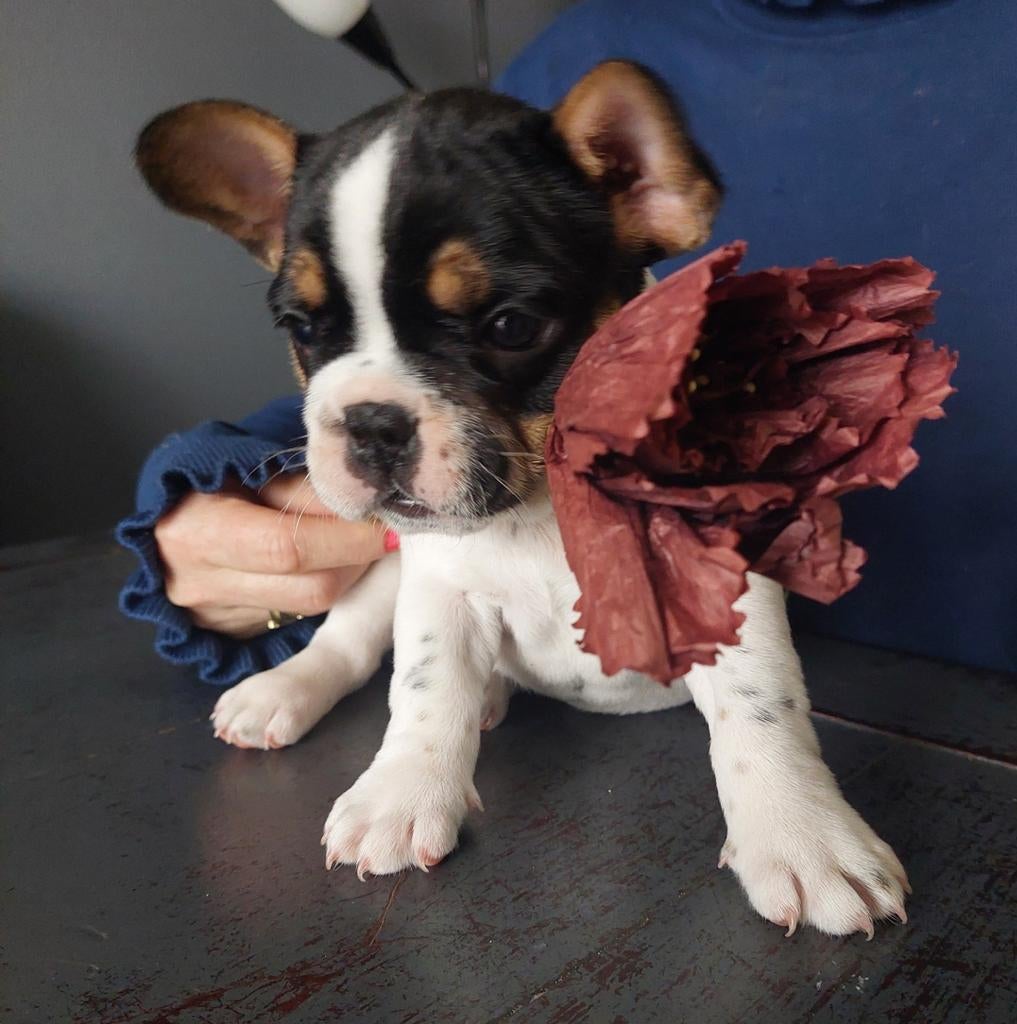 Franse Bulldog pups,6 weken oud., Parvo, Overige rassen, 8 tot 15 weken, Meerdere