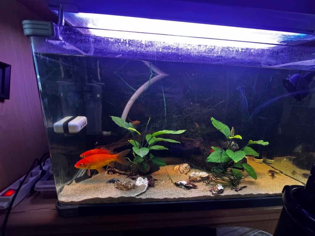 €100! Arcadia aquarium edge Polycarbonaat! 240L, Dieren en Toebehoren, Vissen | Aquaria en Toebehoren, Ophalen of Verzenden, Zo goed als nieuw