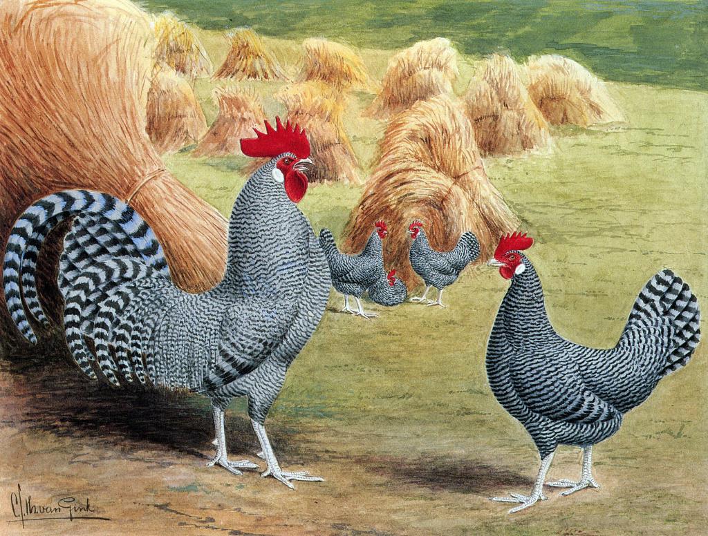 Broedeieren Friese kippen koekoek (kriel), Dieren en Toebehoren, Pluimvee, Meerdere dieren, Kip