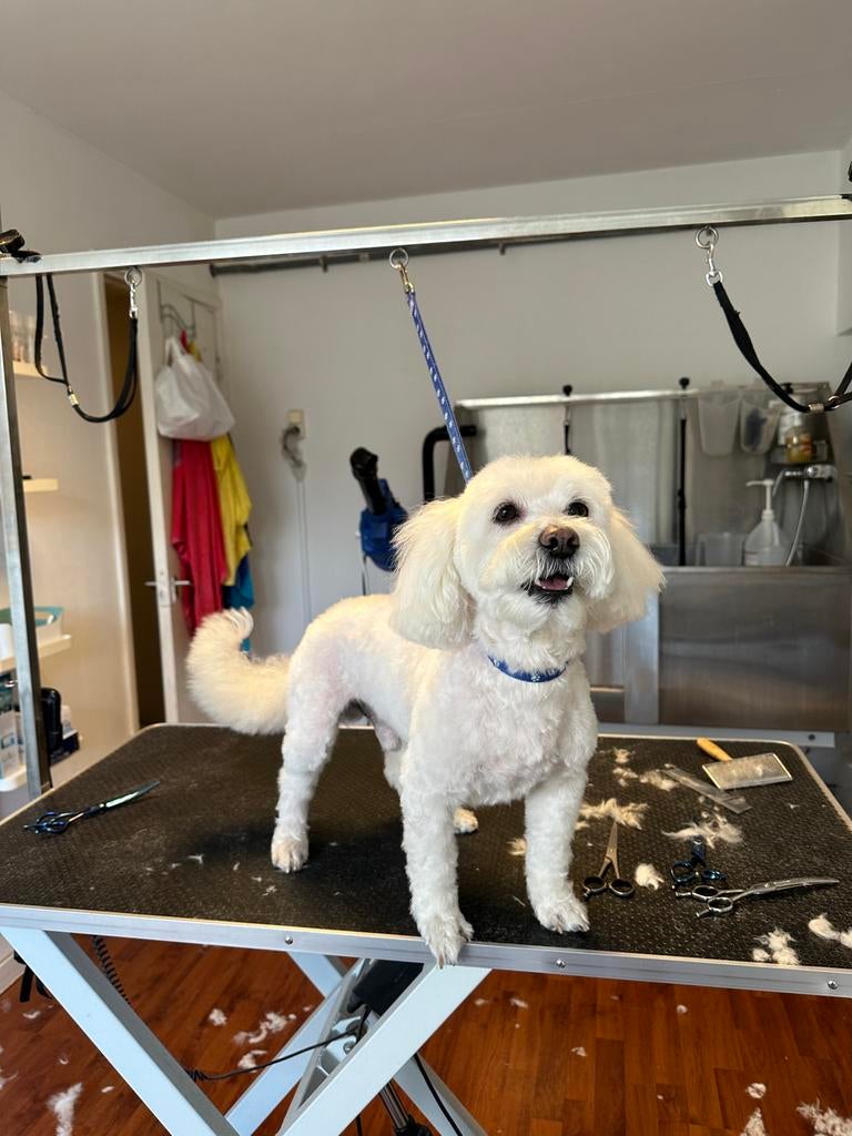 Lieve dekreu beschikbaar – Maltezer x Bichon (Lucky), Dieren en Toebehoren, 6 jaar of ouder, Reu, Parvo, Eén hond