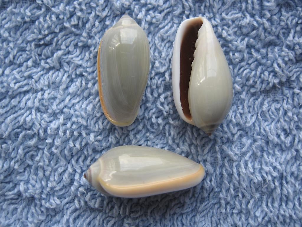 Schelpen: Marginella sapotilla Hinds gem 24-26mm, Verzenden, Schelp(en)