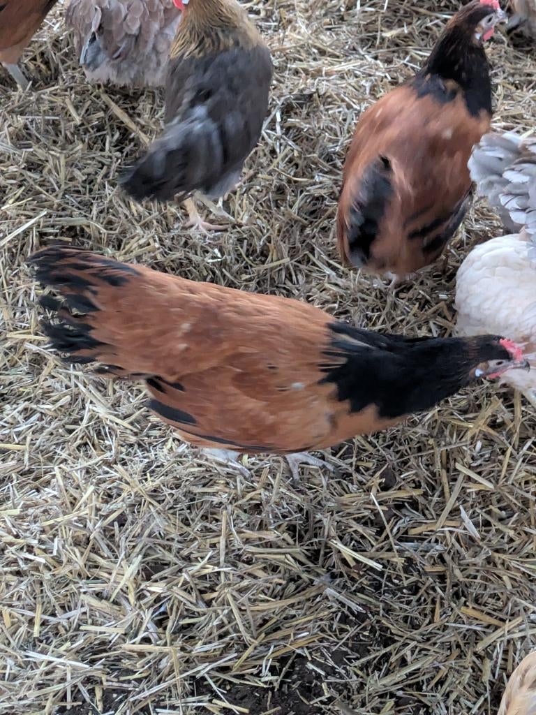 Vorwerk, Dieren en Toebehoren, Pluimvee, Vrouwelijk, Kip