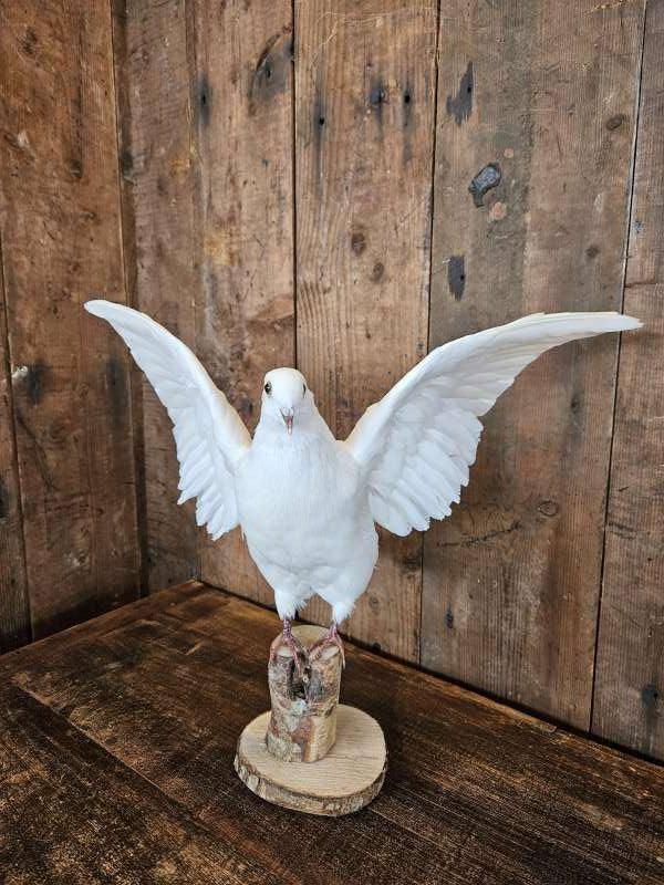 opgezette duif ``WOONWINKEL RUSTIEK``, Ophalen of Verzenden, Zo goed als nieuw, Vogel, Opgezet dier