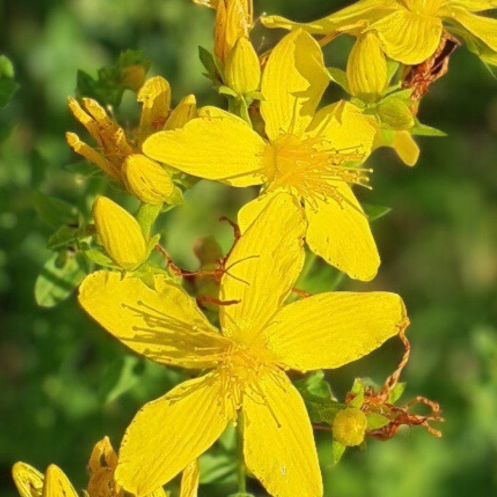 Sint-Janskruid | Bio zaden | zelf gewonnen | inheems | 39, Ophalen of Verzenden, Voorjaar, Volle zon, Zaad