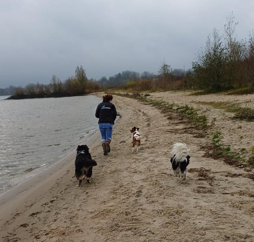 Aangeboden dierenoppas/uitlaatservice, Dieren en Toebehoren, Januari, Meerdere dieren